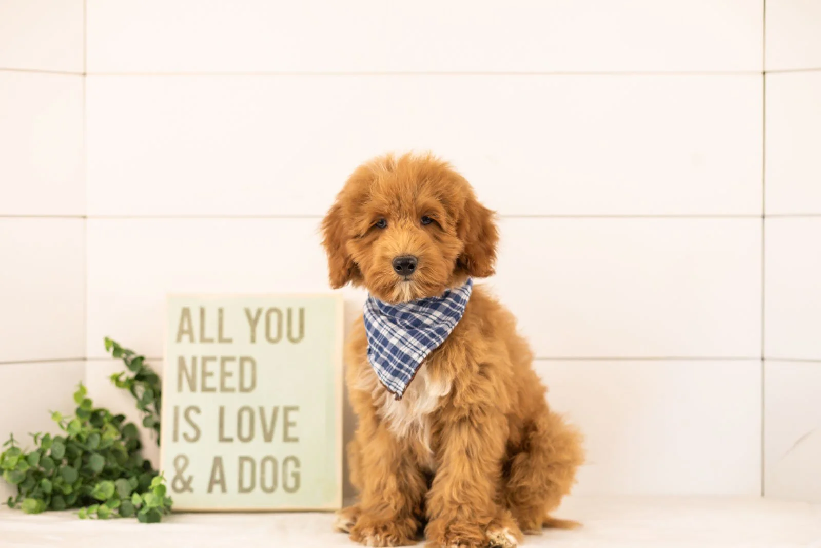 Brave goldendoodle for sale.jpg