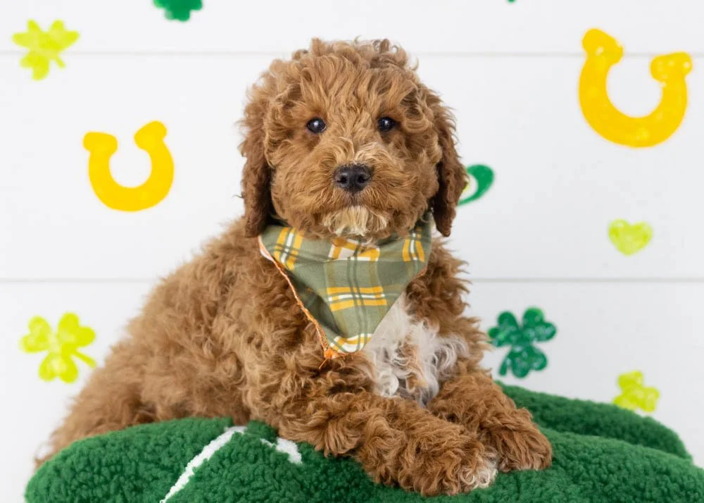 Blake goldendoodle for sale.jpg