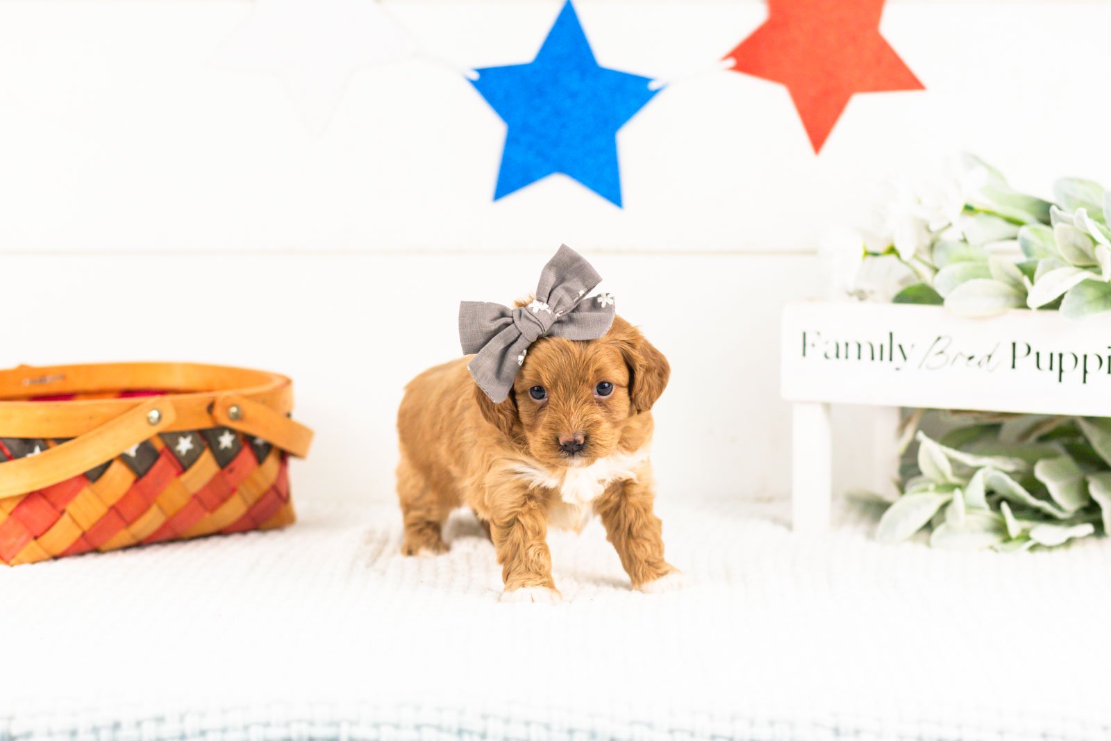 shari goldendoodle for sale.jpg
