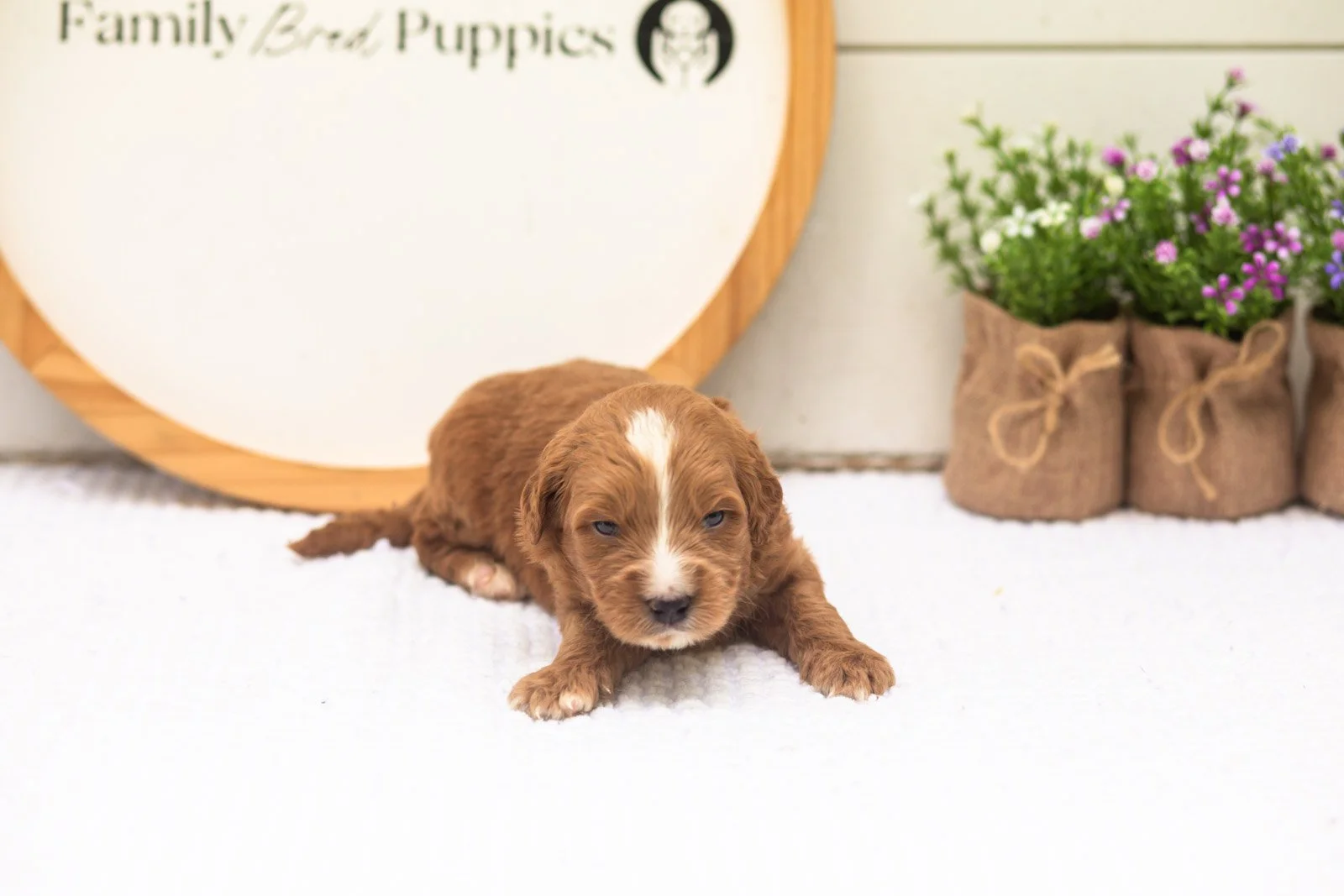 Oakley goldendoodle for sale.jpg