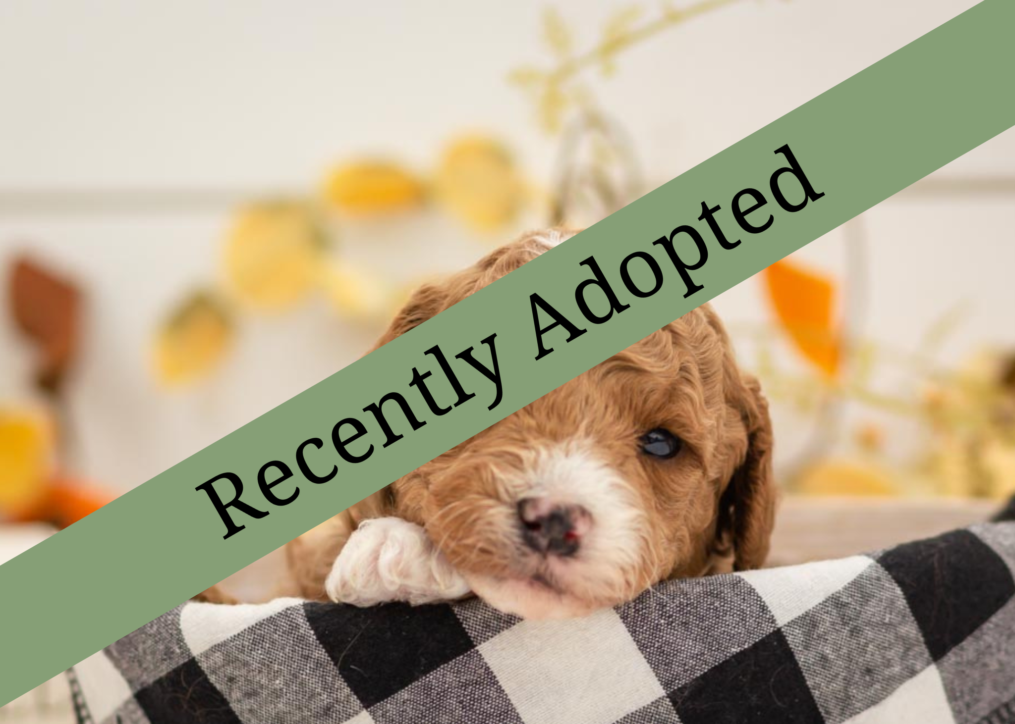 goldendoodle for sale