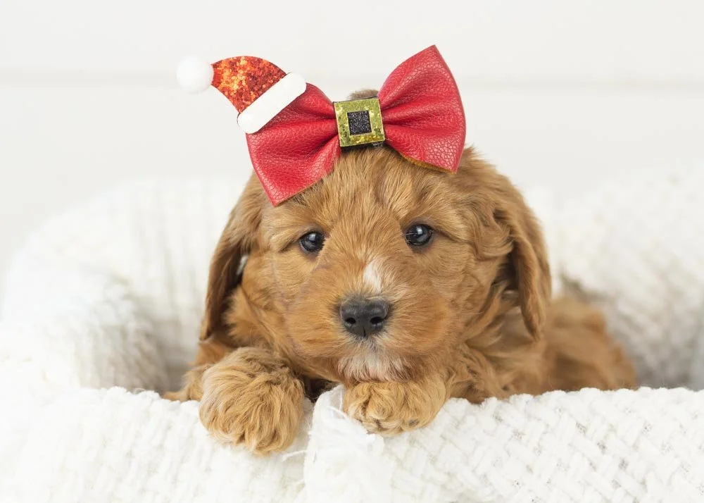 Bell goldendoodle for sale.jpg