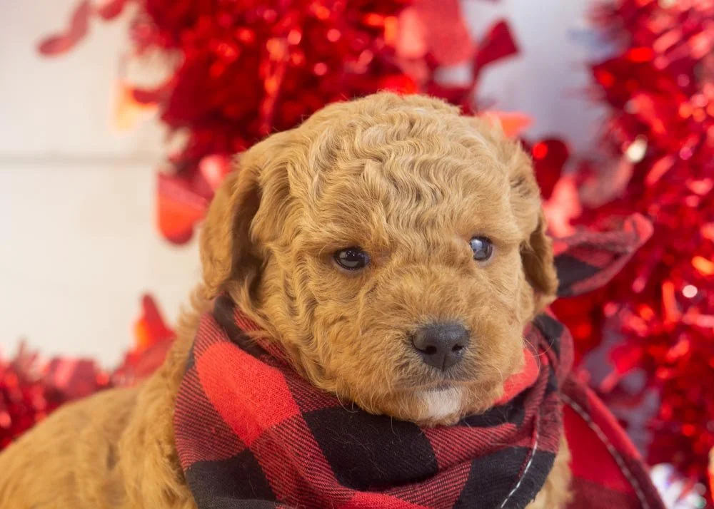 Vinnie goldendoodle for sale(2).jpg