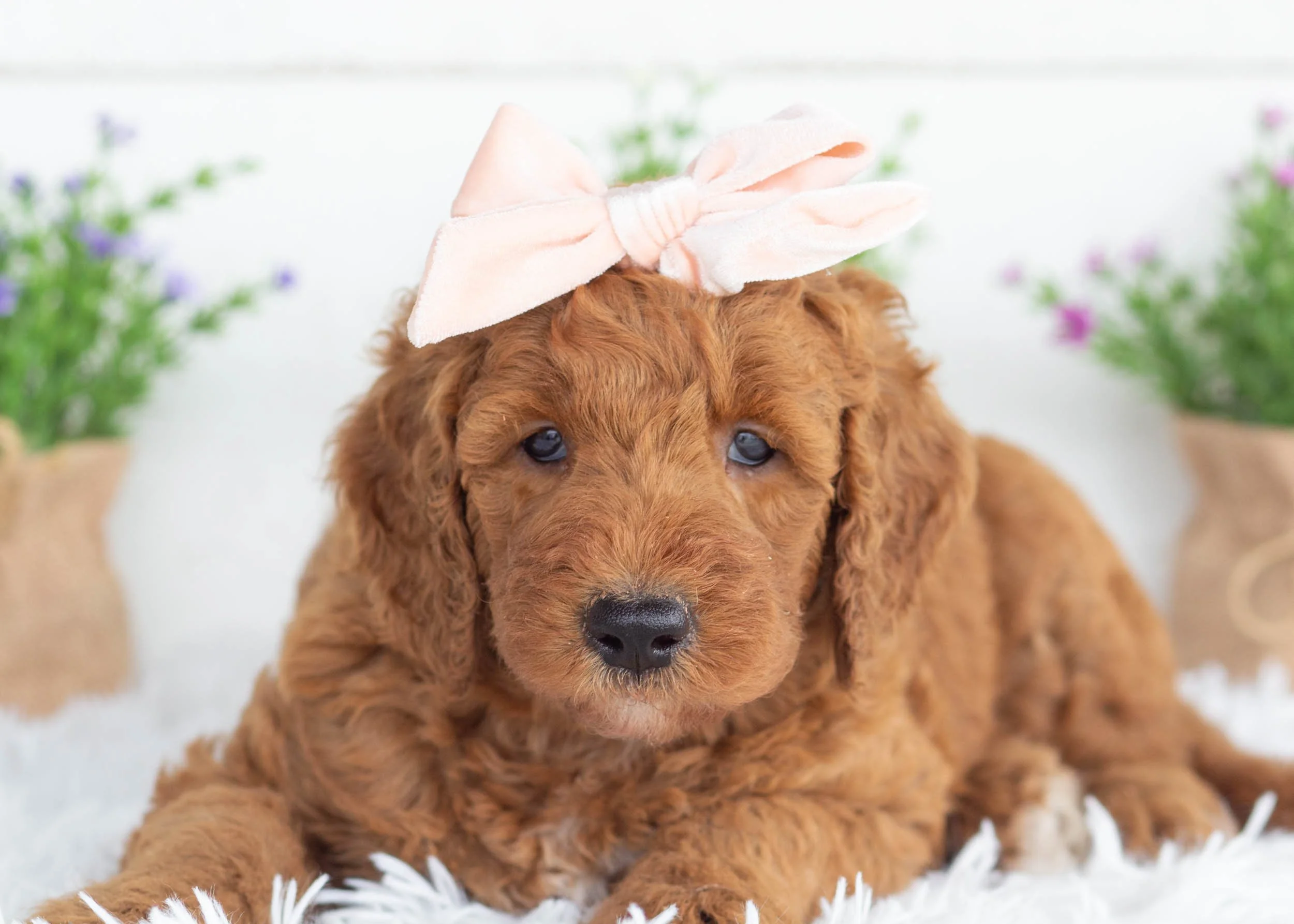 Astrid goldendoodle for sale(3).jpg