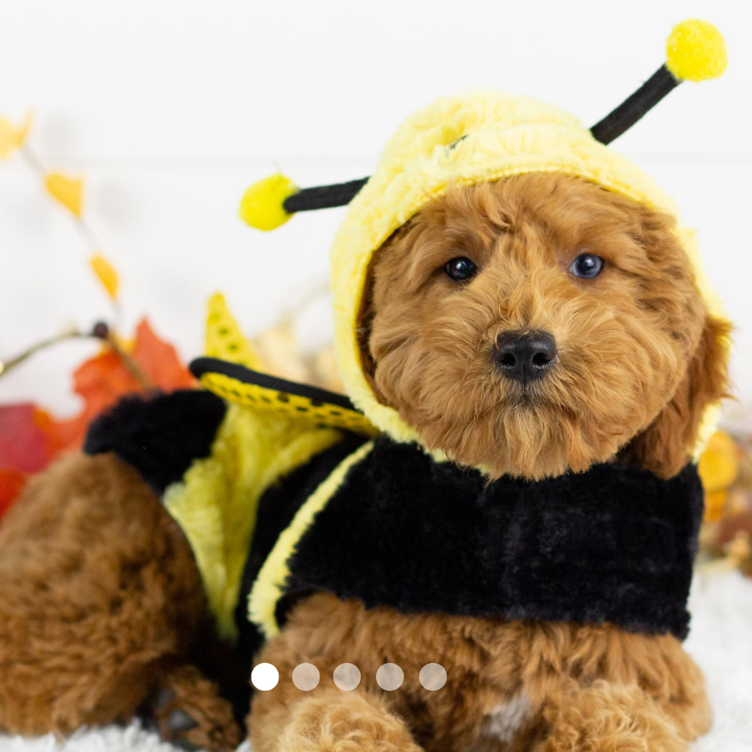 Copy of FBP Design.png