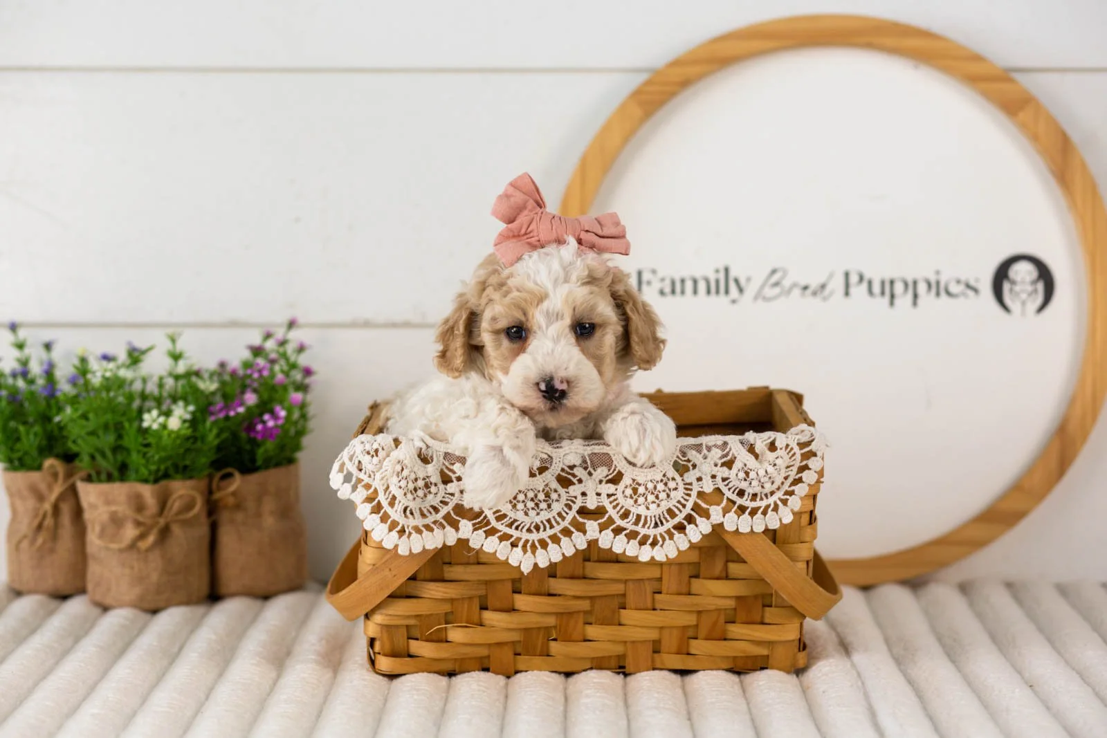 Dolly goldendoodle for sale(2).jpg