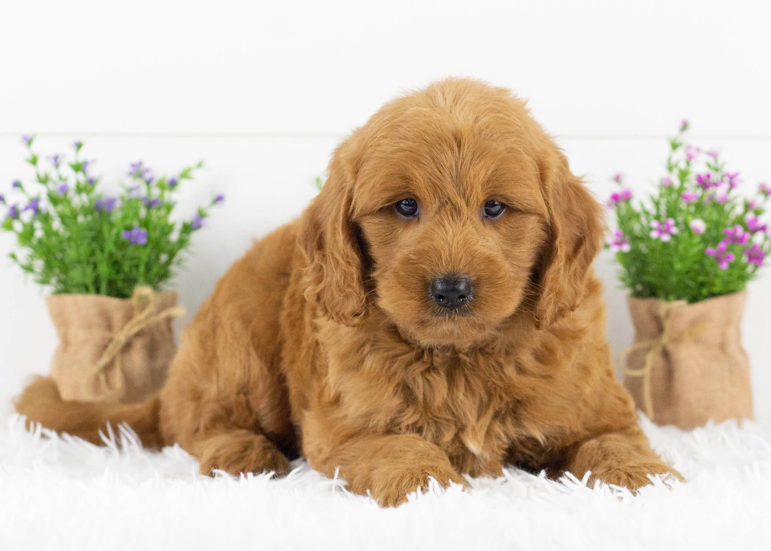 Grizzly goldendoodle for sale(1).jpg