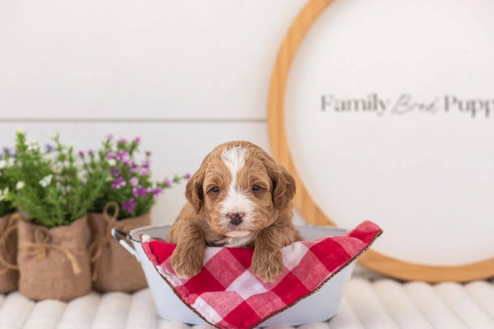 mac goldendoodle for sale(2).jpg