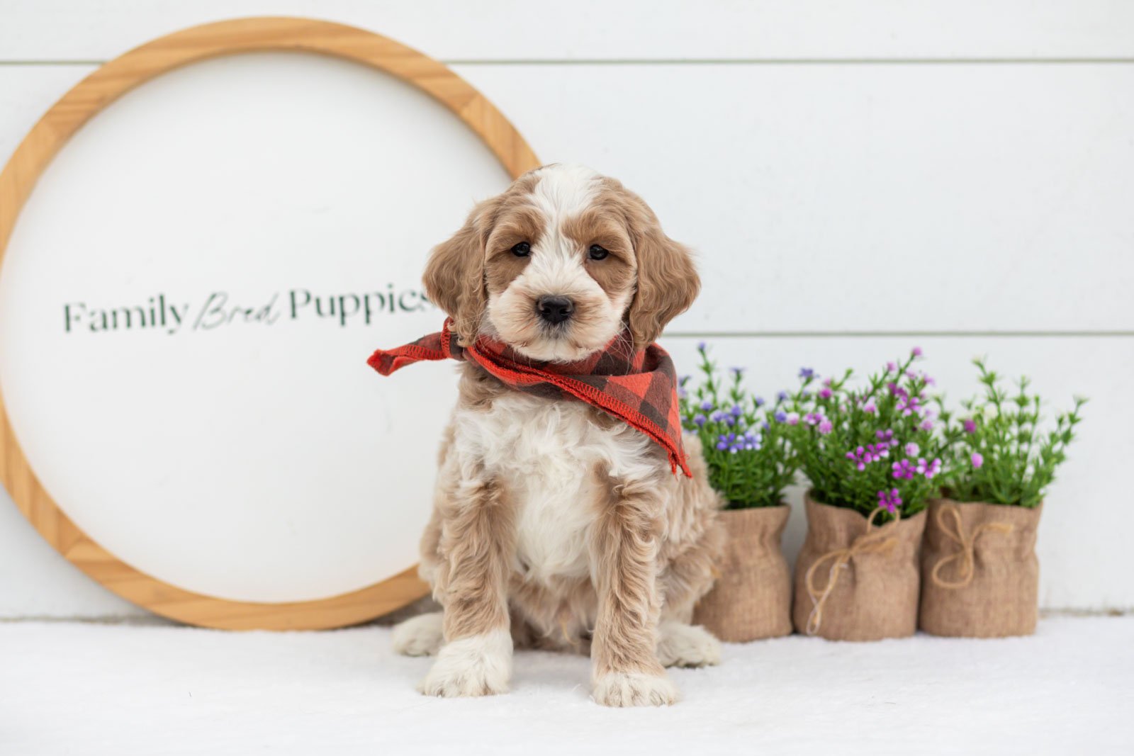 Peter goldendoodle for sale(1).jpg