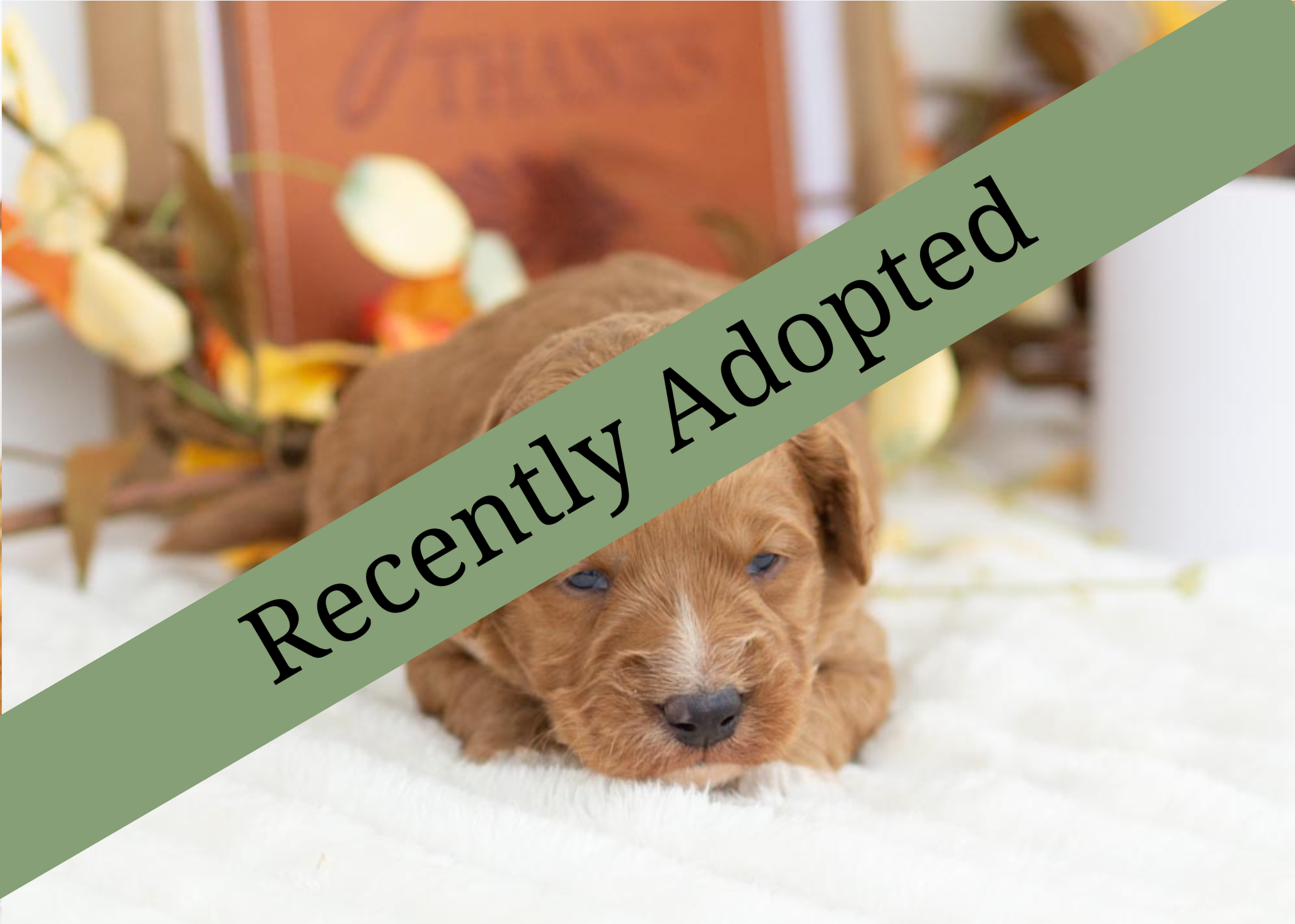 goldendoodle for sale