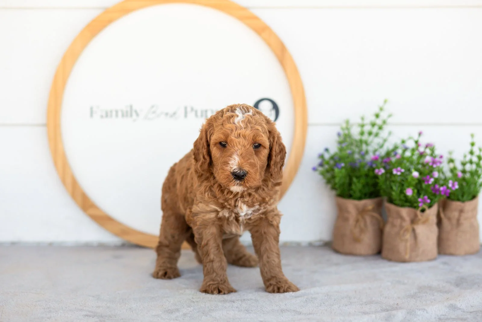Ham goldendoodle for sale(1).jpg