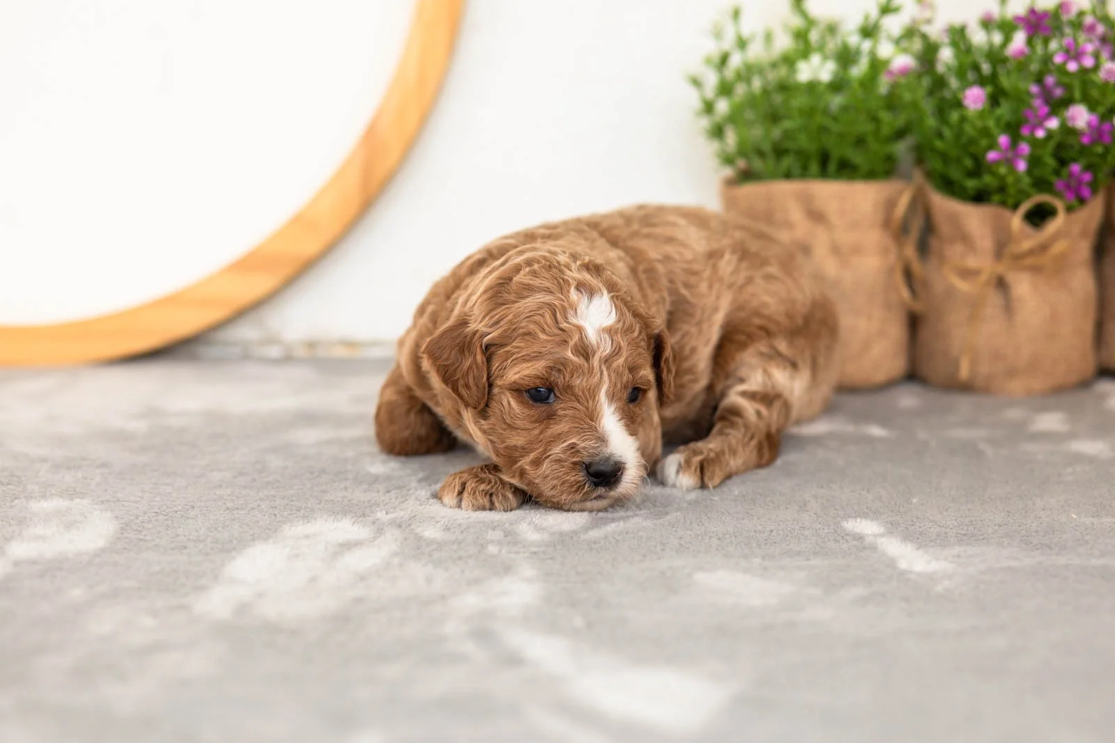 Evee goldendoodle for sale(2).jpg