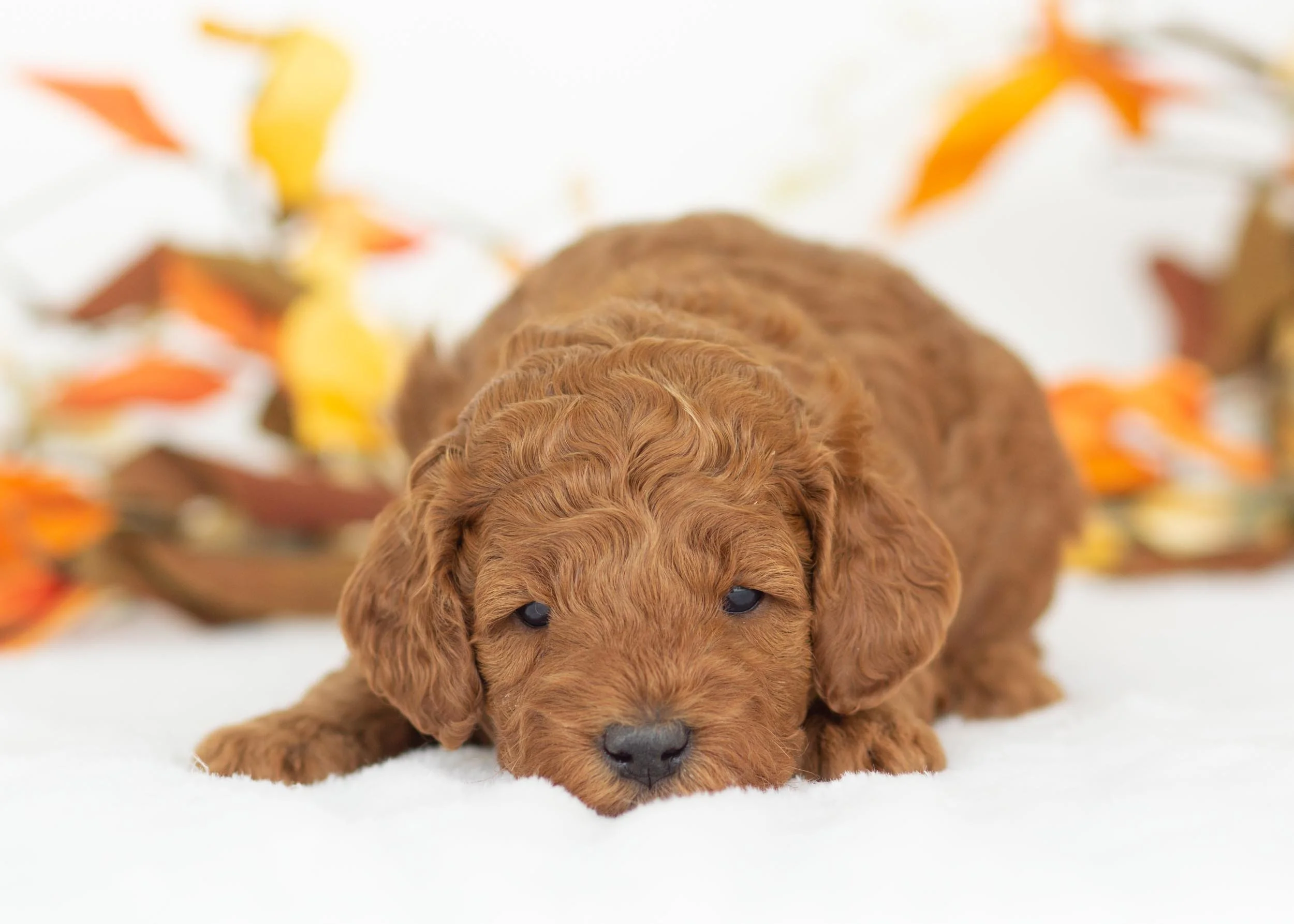 Cargo goldendoodle for sale(3).jpg