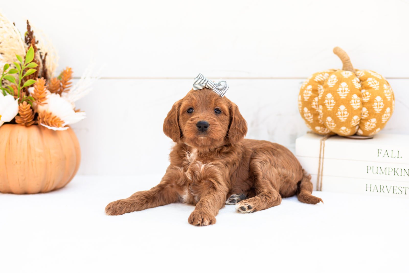 Blanche goldendoodle for sale 4.jpg