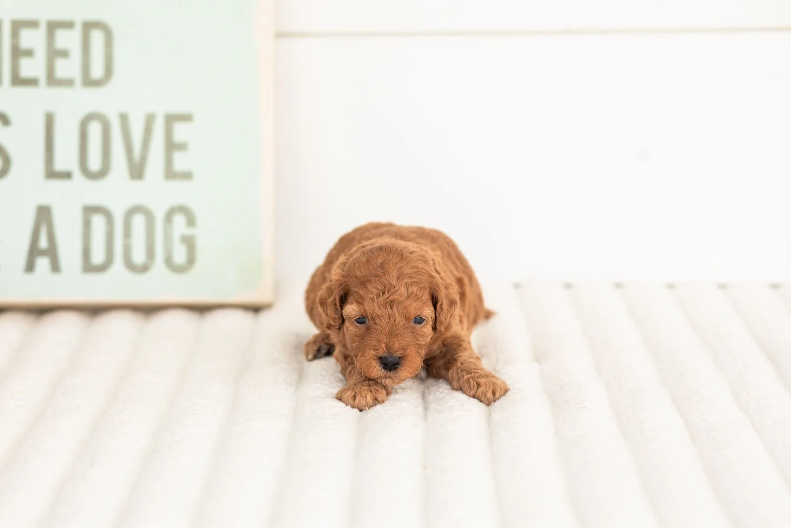 Velvet goldendoodle for sale(1).jpg