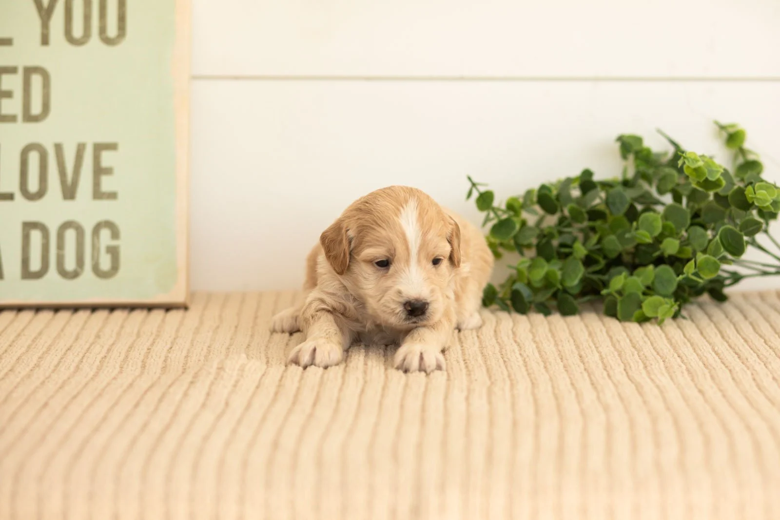 Plum goldendoodle for sale.jpg