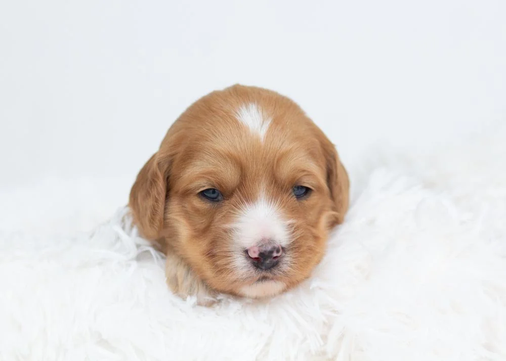 Jingle Goldendoodle for sale.jpg