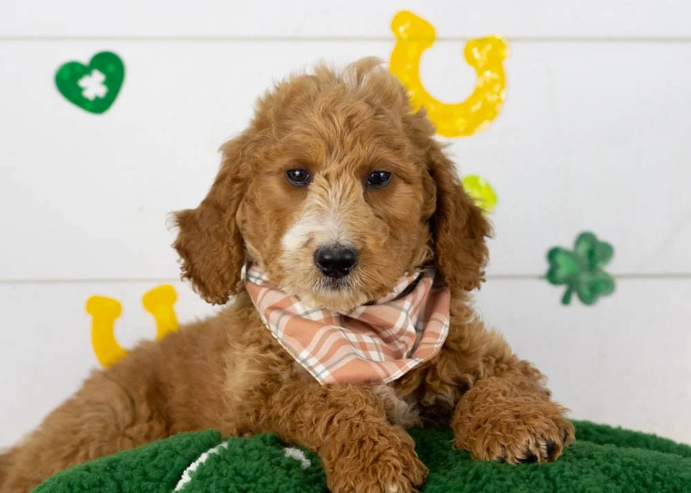 Larry goldendoodle for sale.jpg