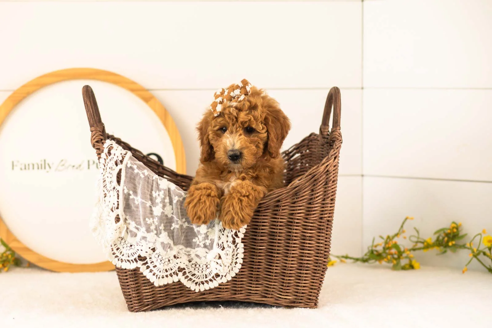 Sky Goldendoodle for sale(4).jpg