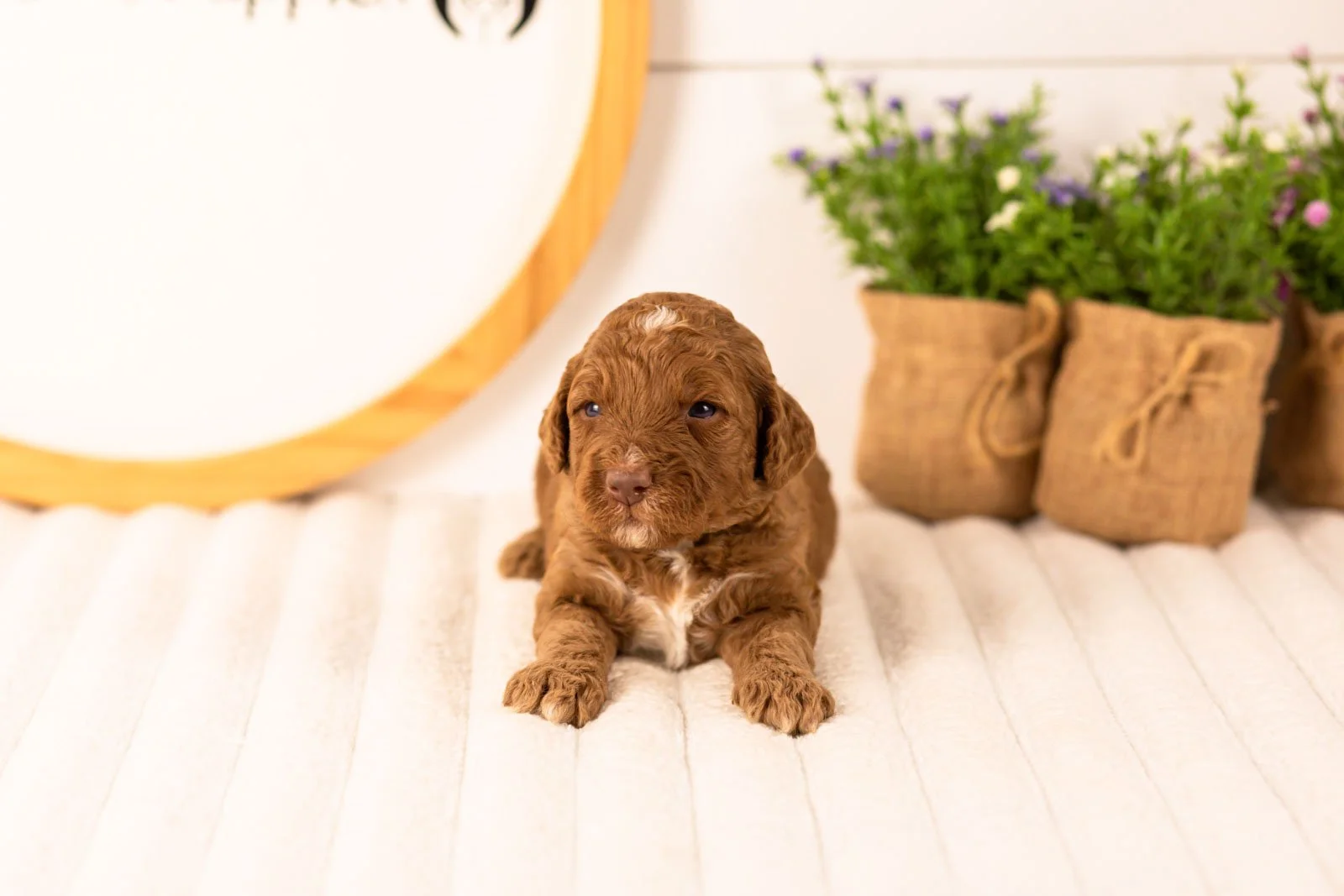 Layla goldendoodle for sale.jpg