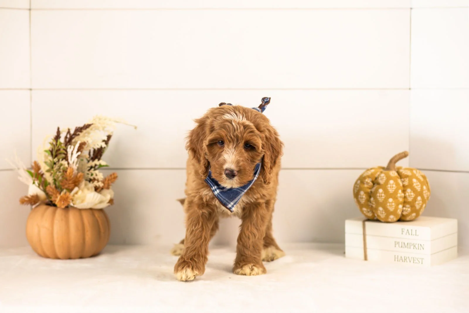 Andes goldendoodle for sale 4.jpg