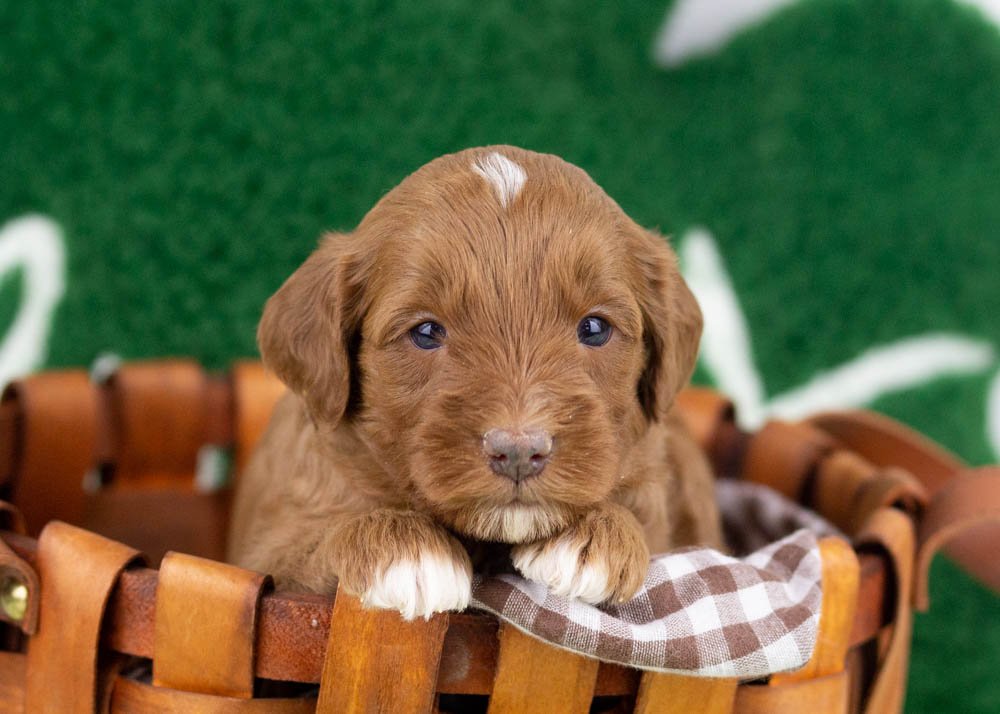 Blue goldendoodle for sale(1).jpg