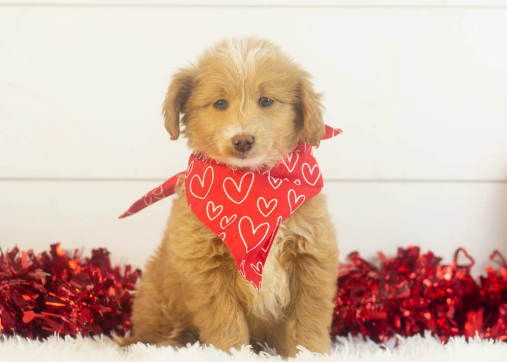 Rhett goldendoodle for sale(3).jpg