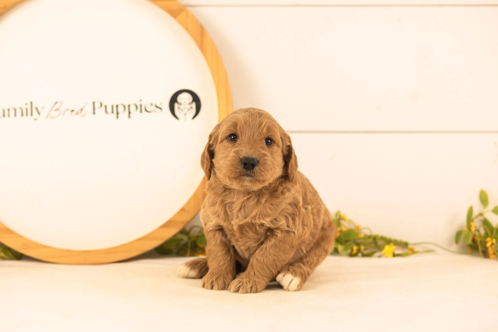 Owen goldendoodle for sale(2).jpg