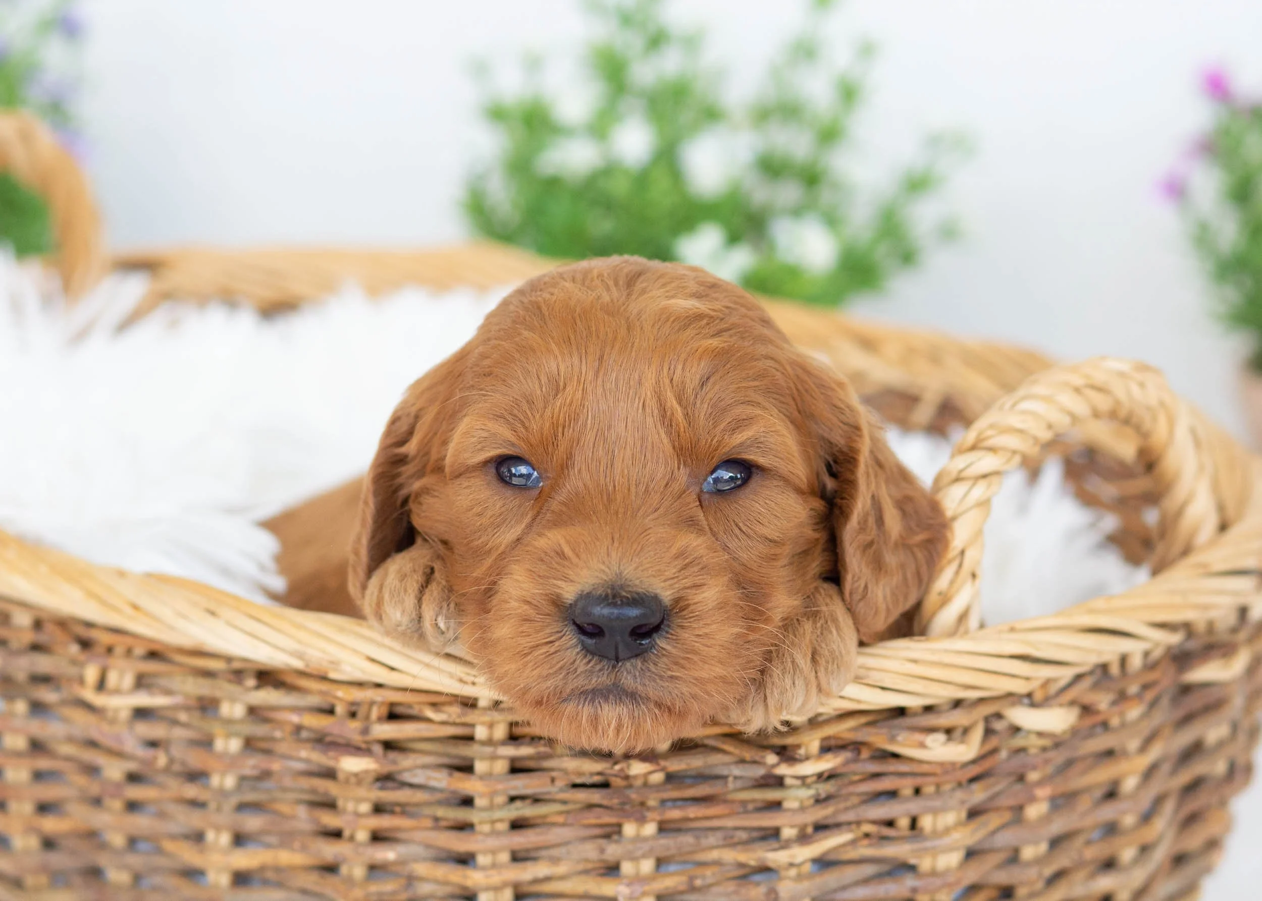 Putter goldendoodle for sale5.jpg