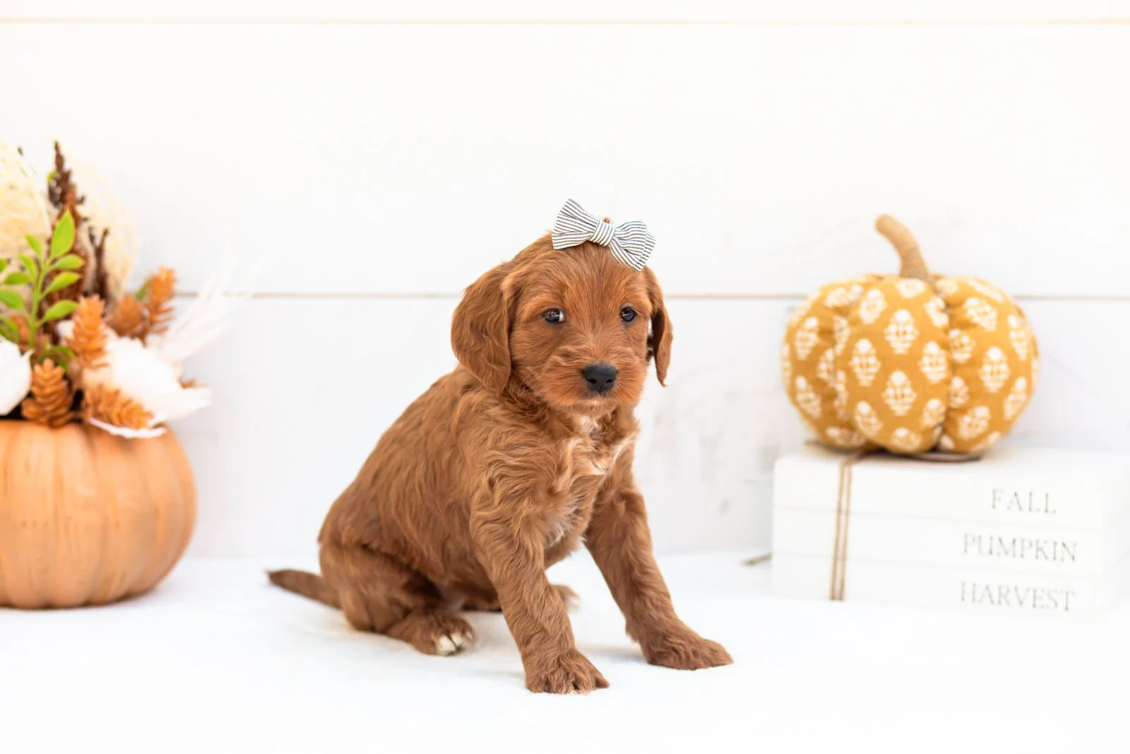 Blanche goldendoodle for sale 5.jpg