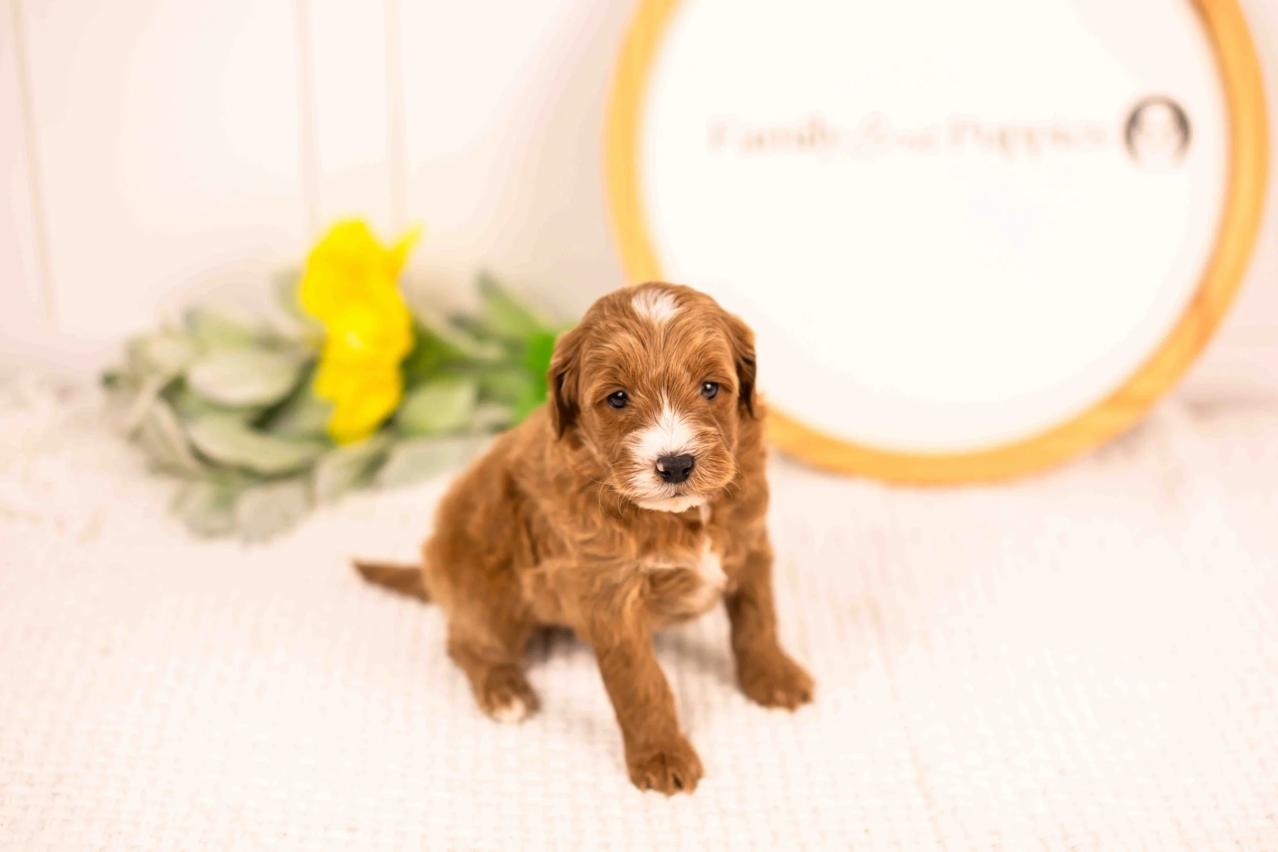 Fido goldendoodle for sale(2).jpg