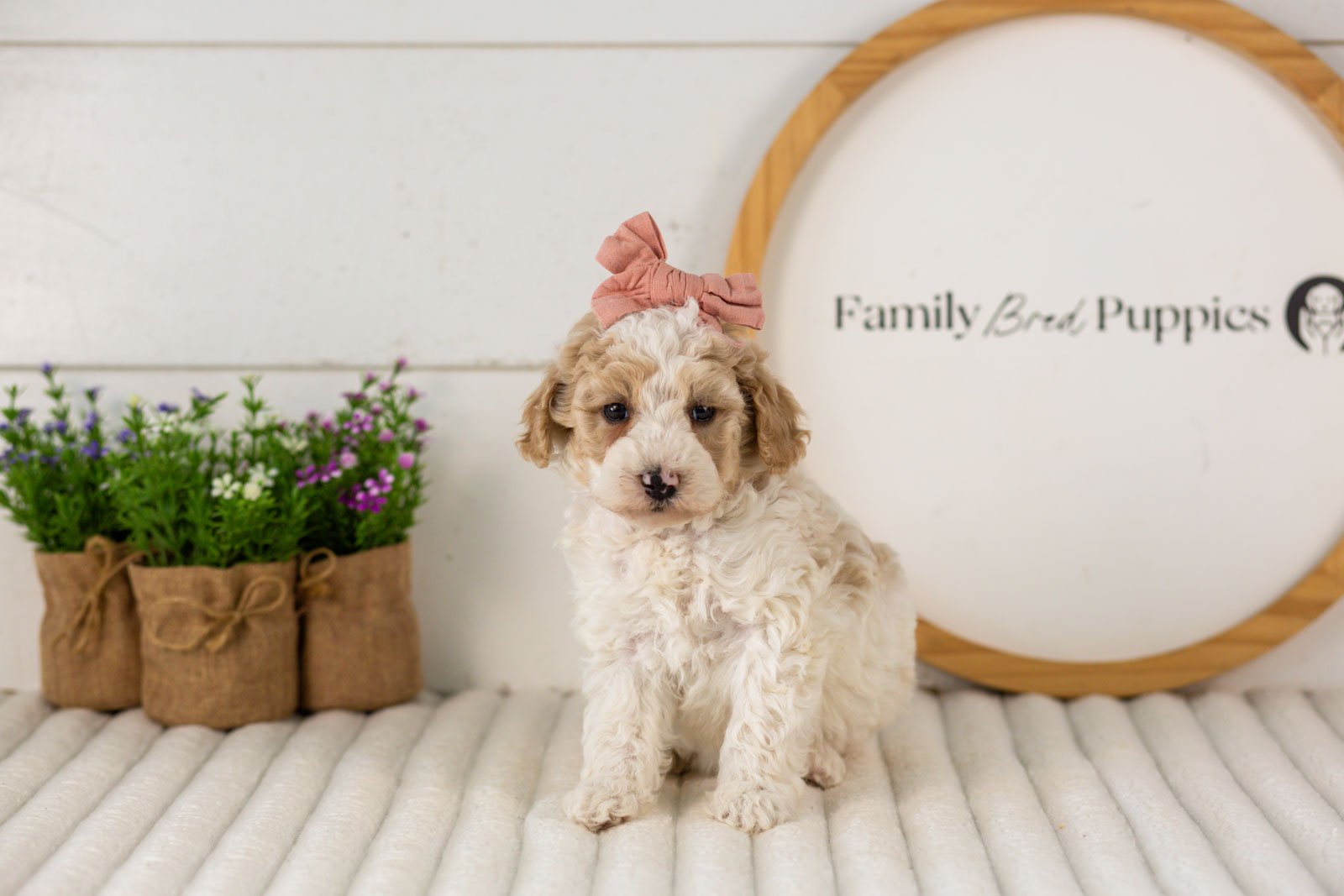 Dolly goldendoodle for sale.jpg