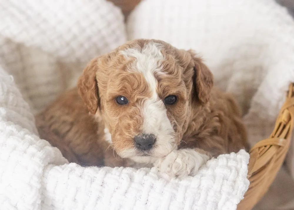 Charlie goldendoodle for sale.jpg