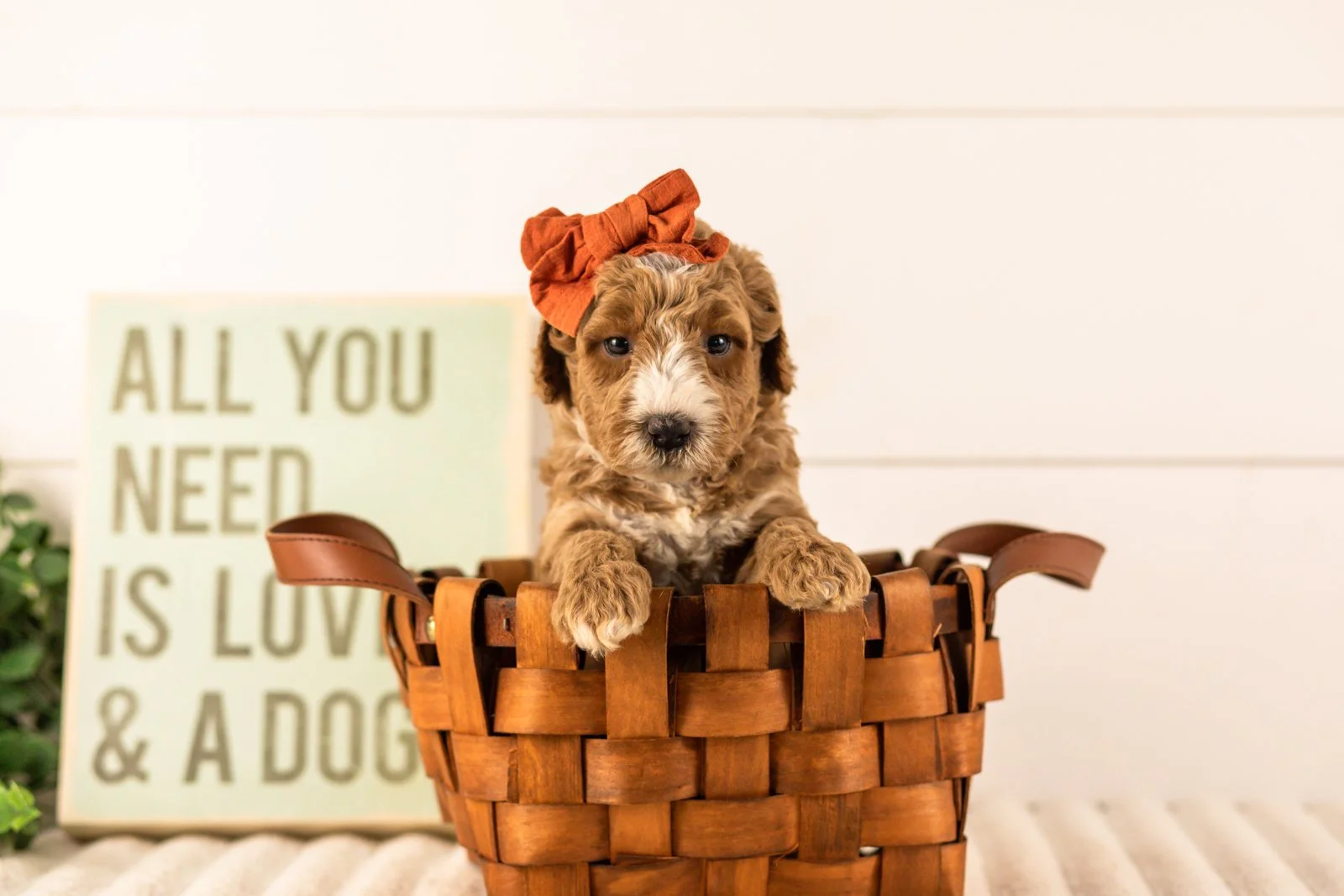 Larisa goldendoodle for sale(4).jpg