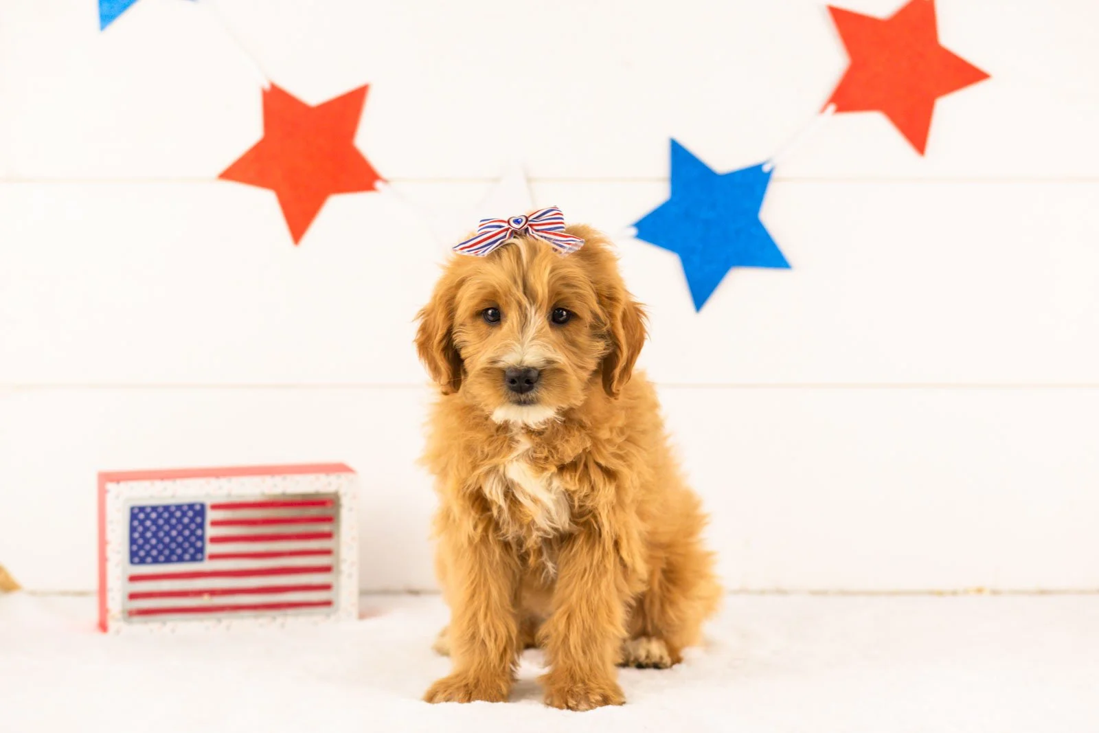 Phoebe goldendoodle for sale(2).jpg