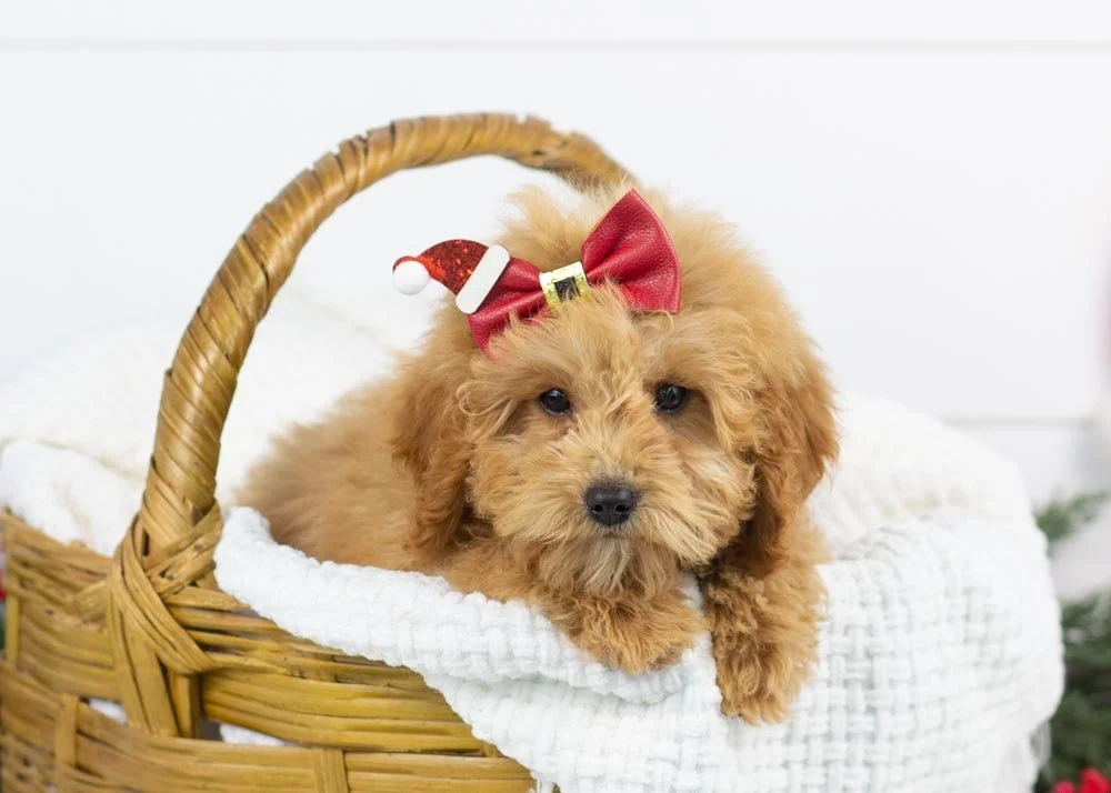goldendoodle for sale