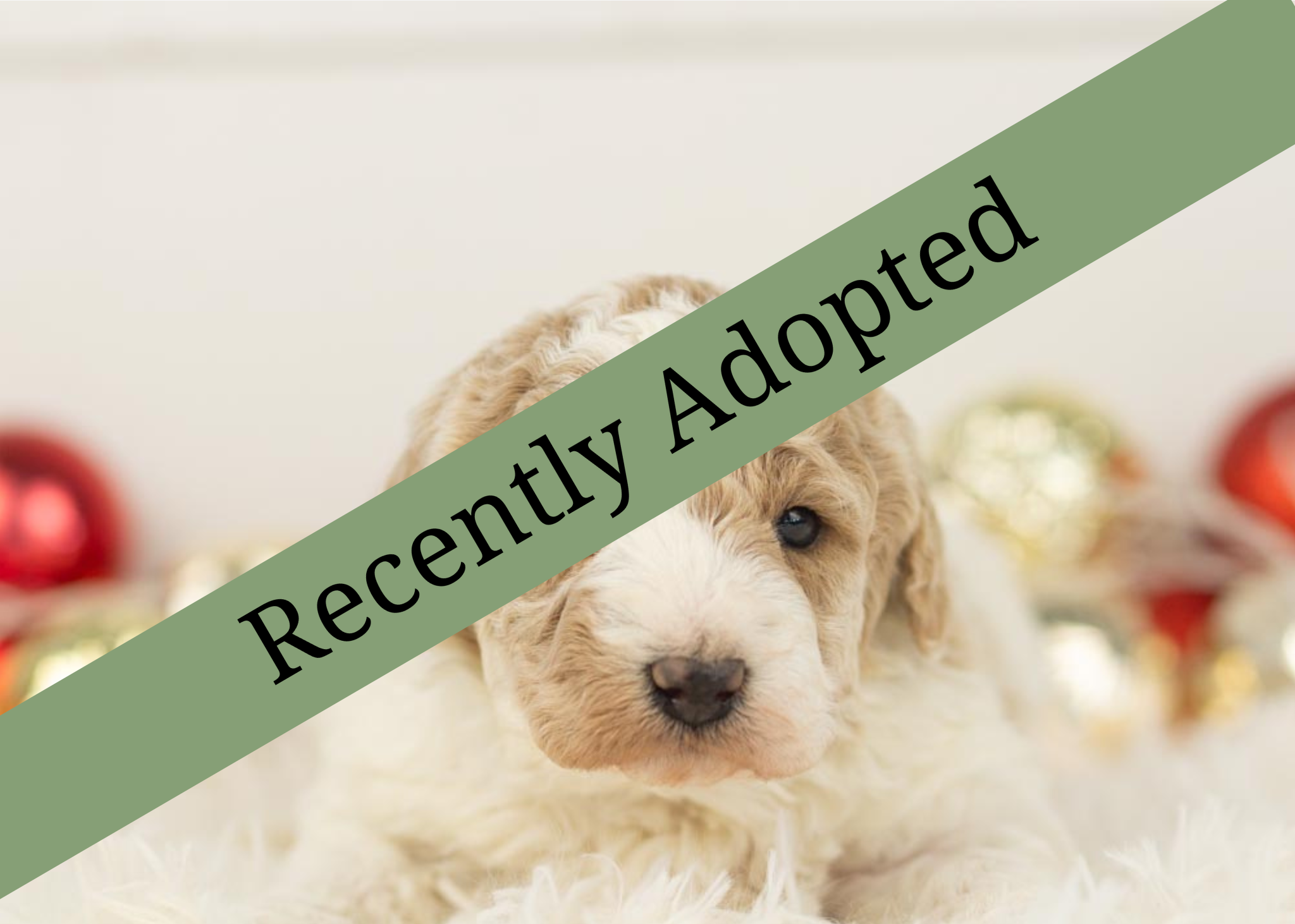 goldendoodle for sale