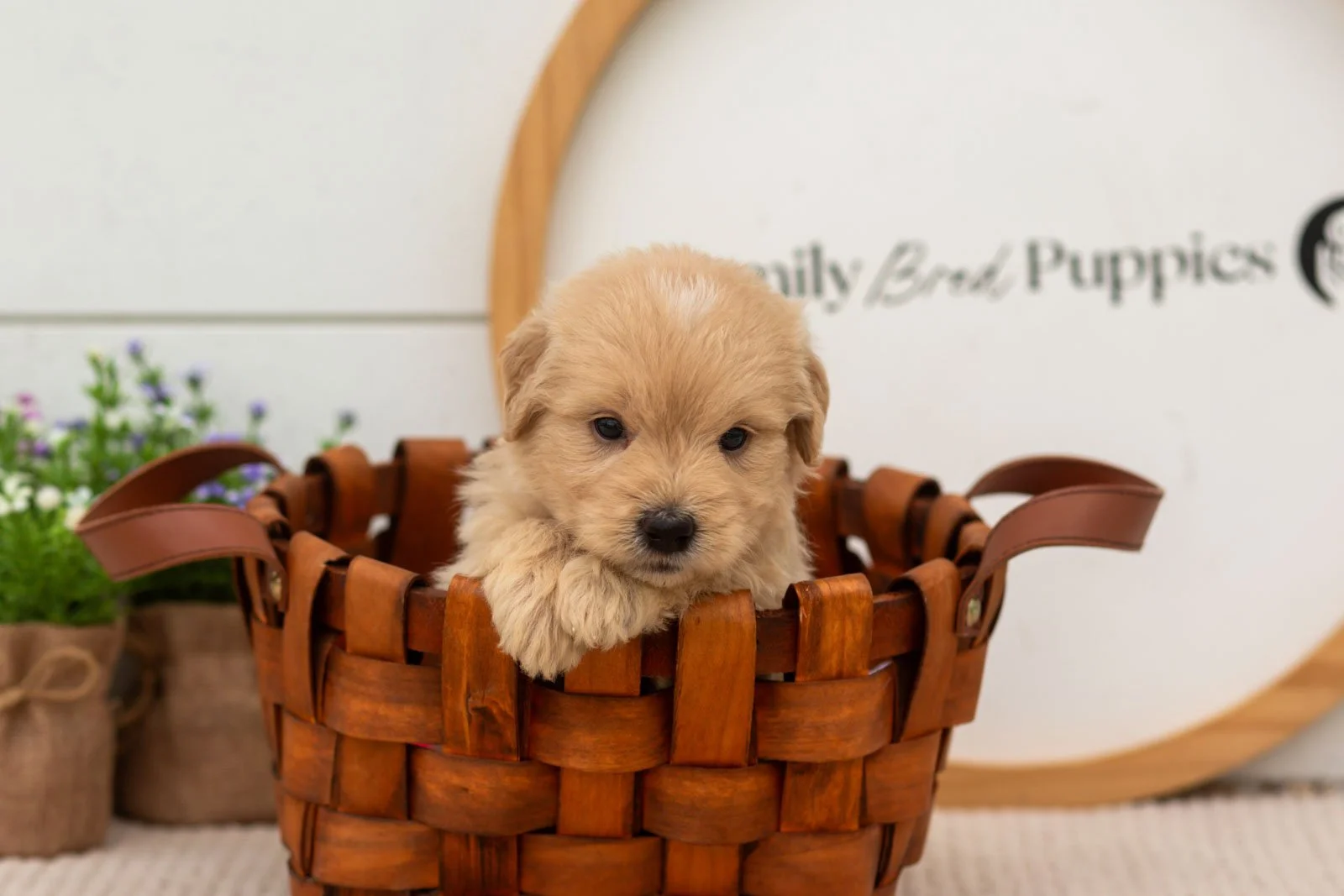 Ellie goldendoodle for sale(4).jpg