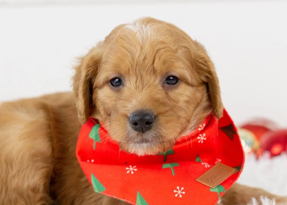 Pecan Goldendoodle for sale(1).jpg