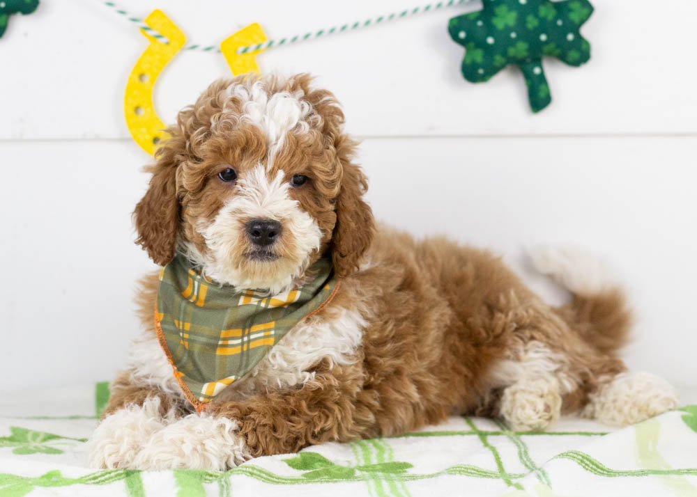 Buzz goldendoodle for sale(2).jpg