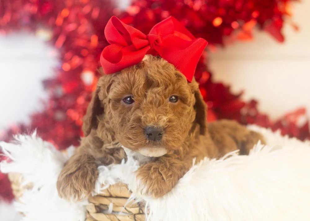 Carly goldendoodle for sale.jpg