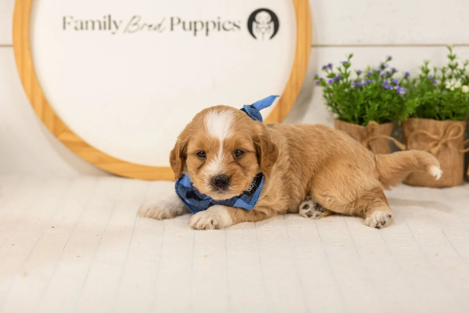 Greg goldendoodle for sale(1).jpg