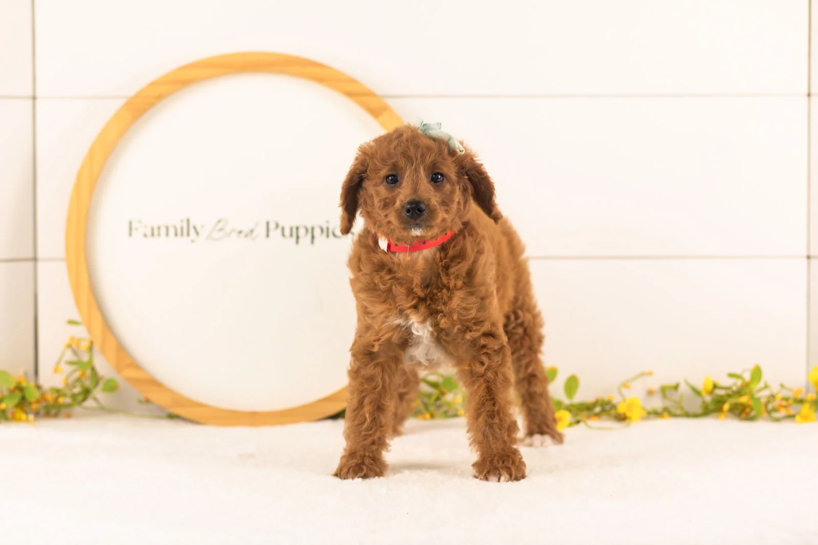 Lexy goldendoodle for sale(2).jpg