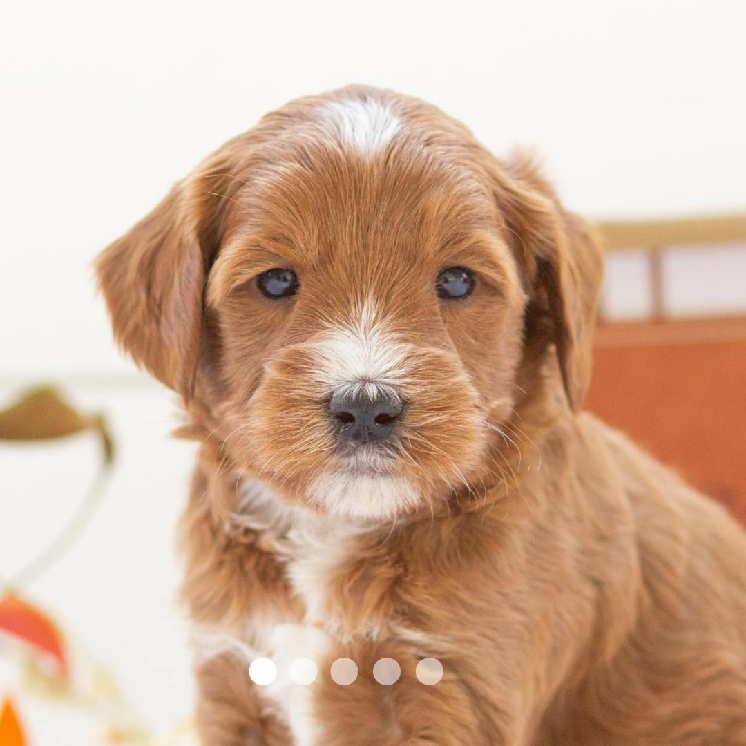 Copy of FBP Design.png