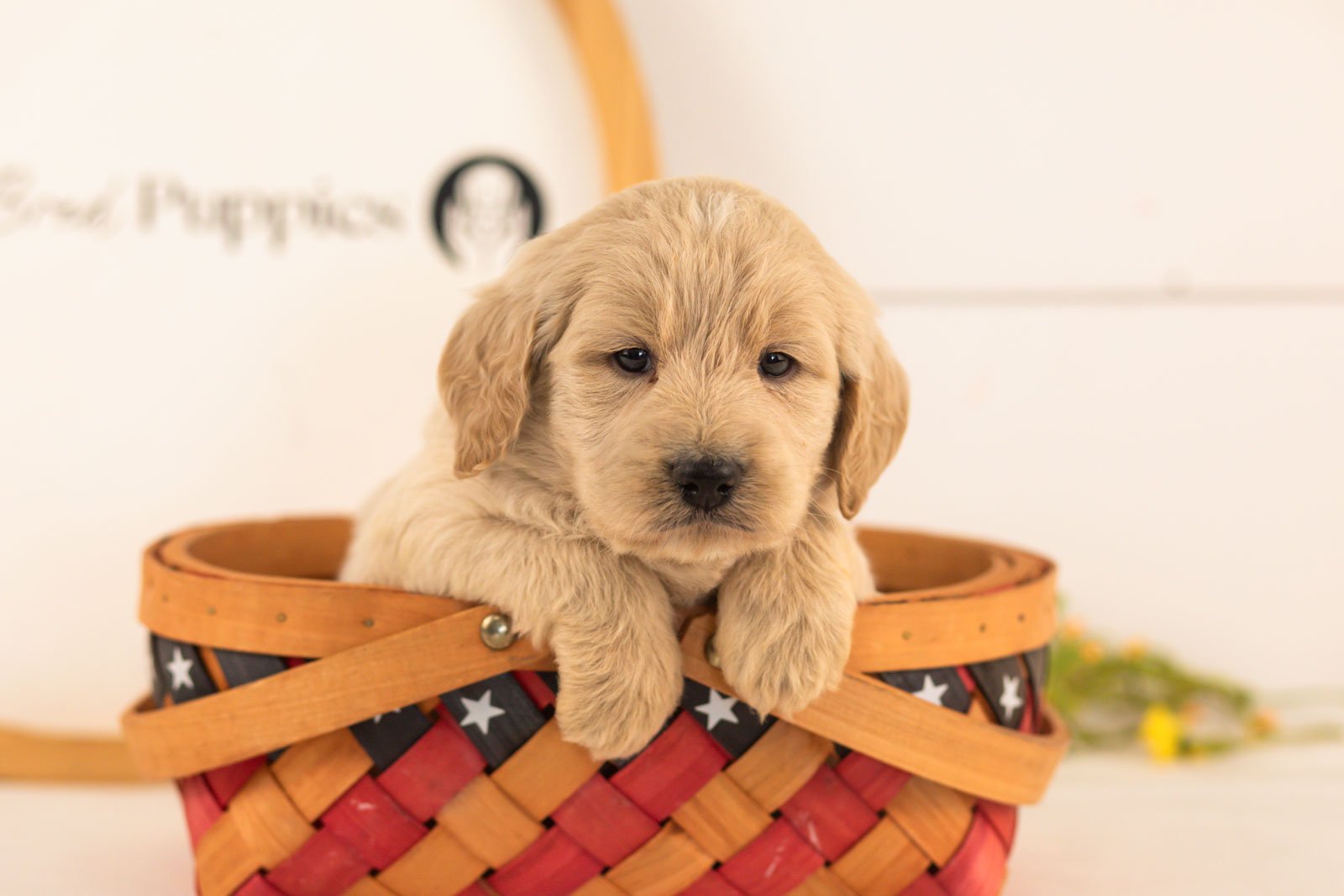 Chip goldendoodle for sale(4).jpg