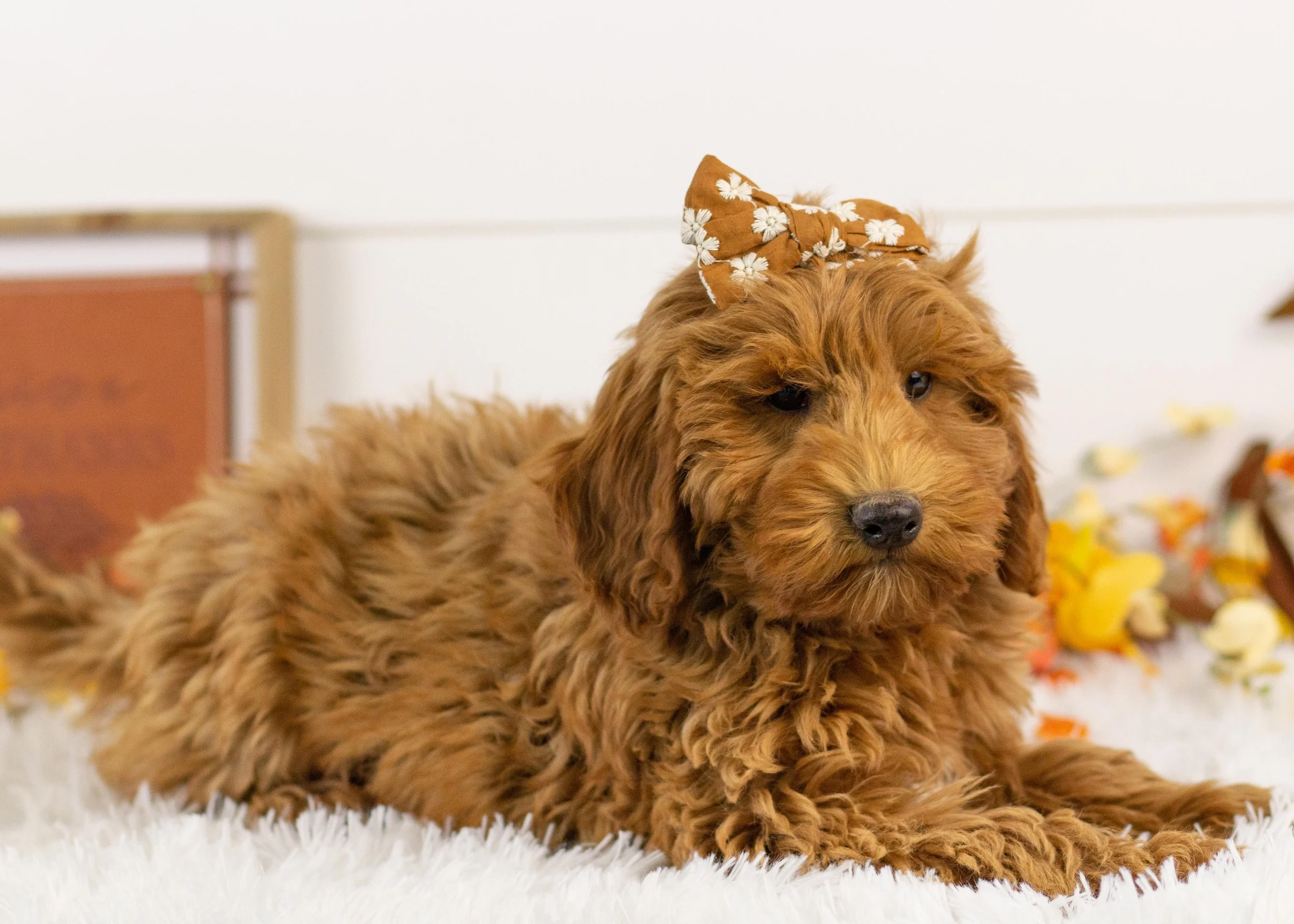 Maple goldendoodle for sale.jpg