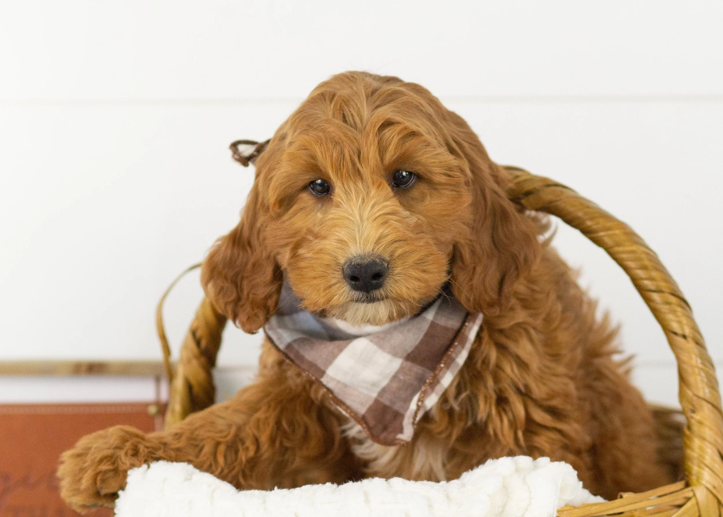 Landry goldendoodle for sale(1).jpg
