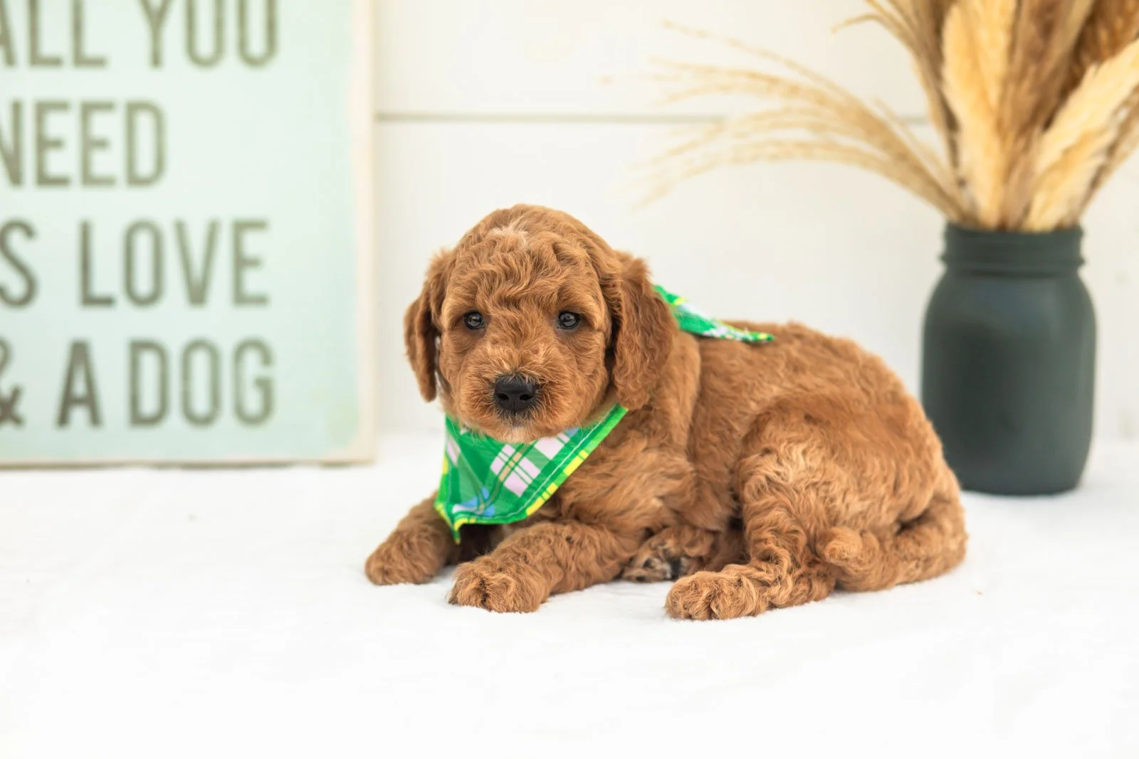 Mocha goldendoodle for sale(4).jpg