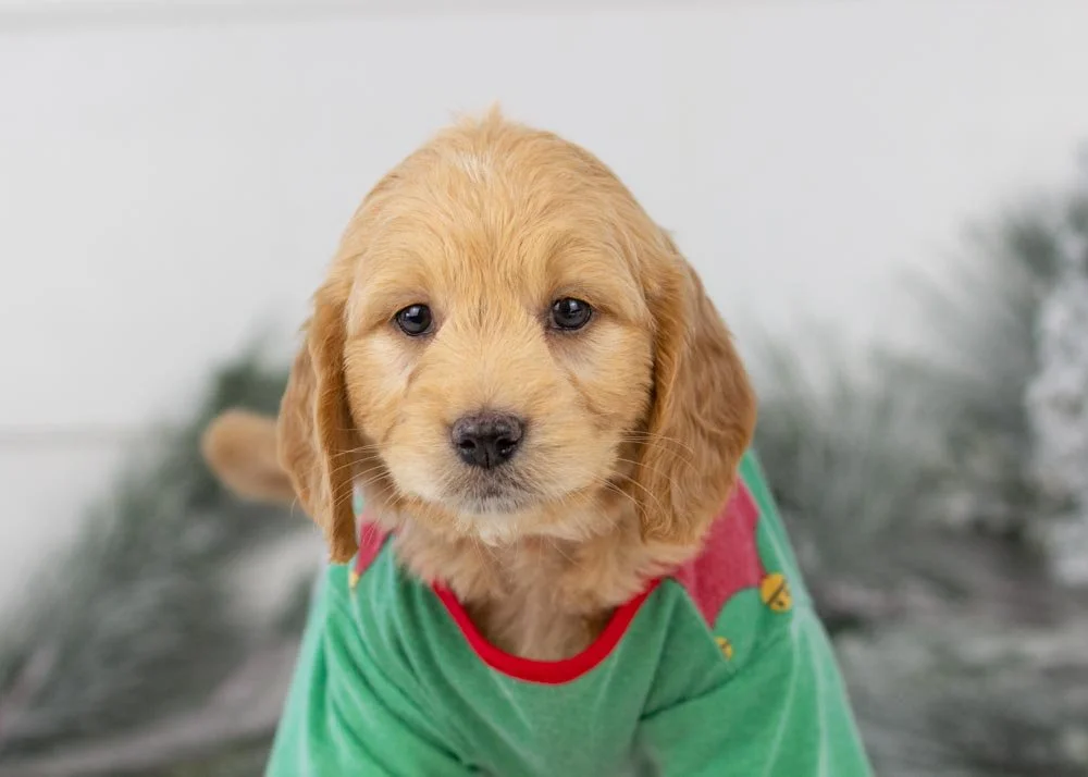 goldendoodle for sale