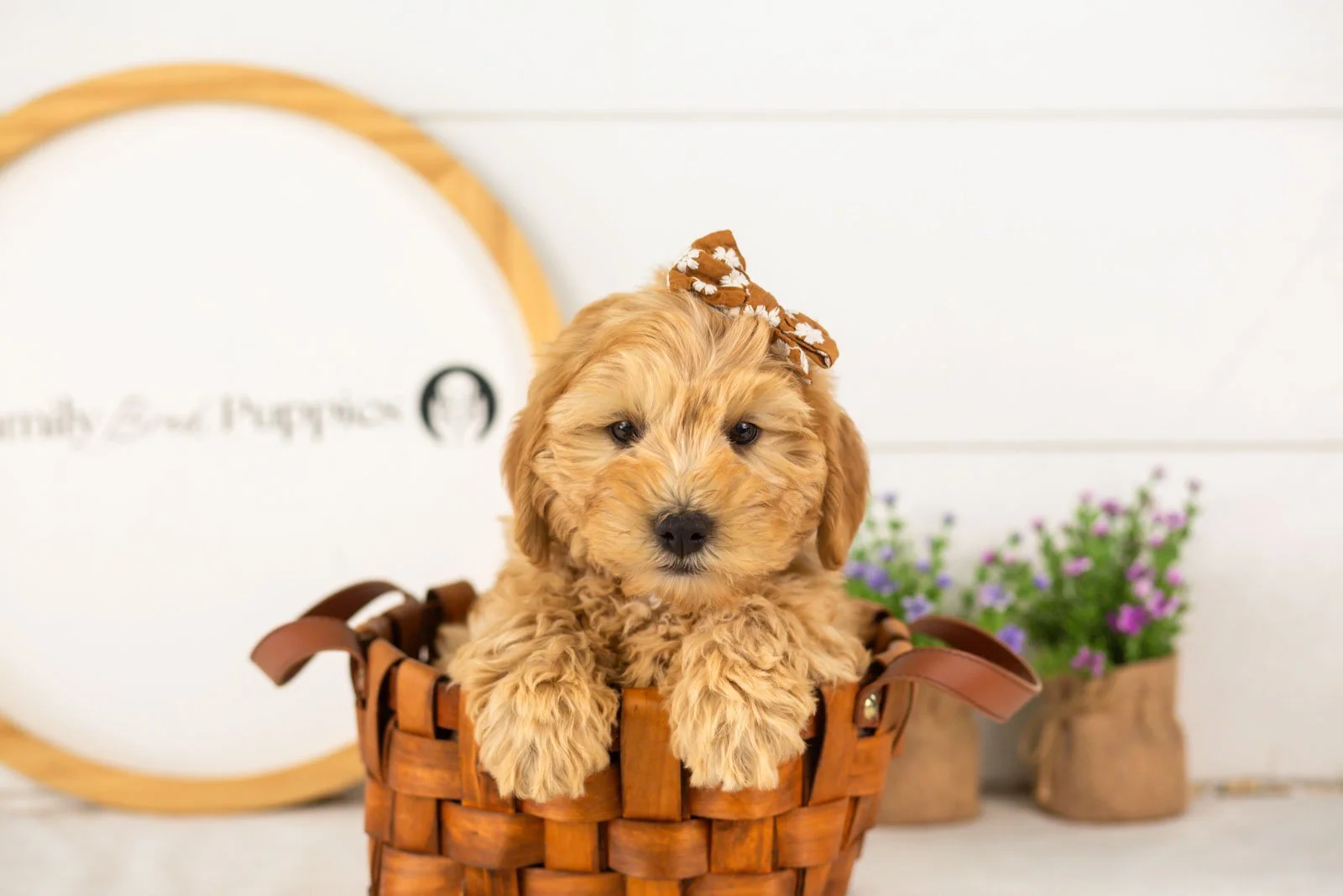Edith goldendoodle for sale(3).jpg